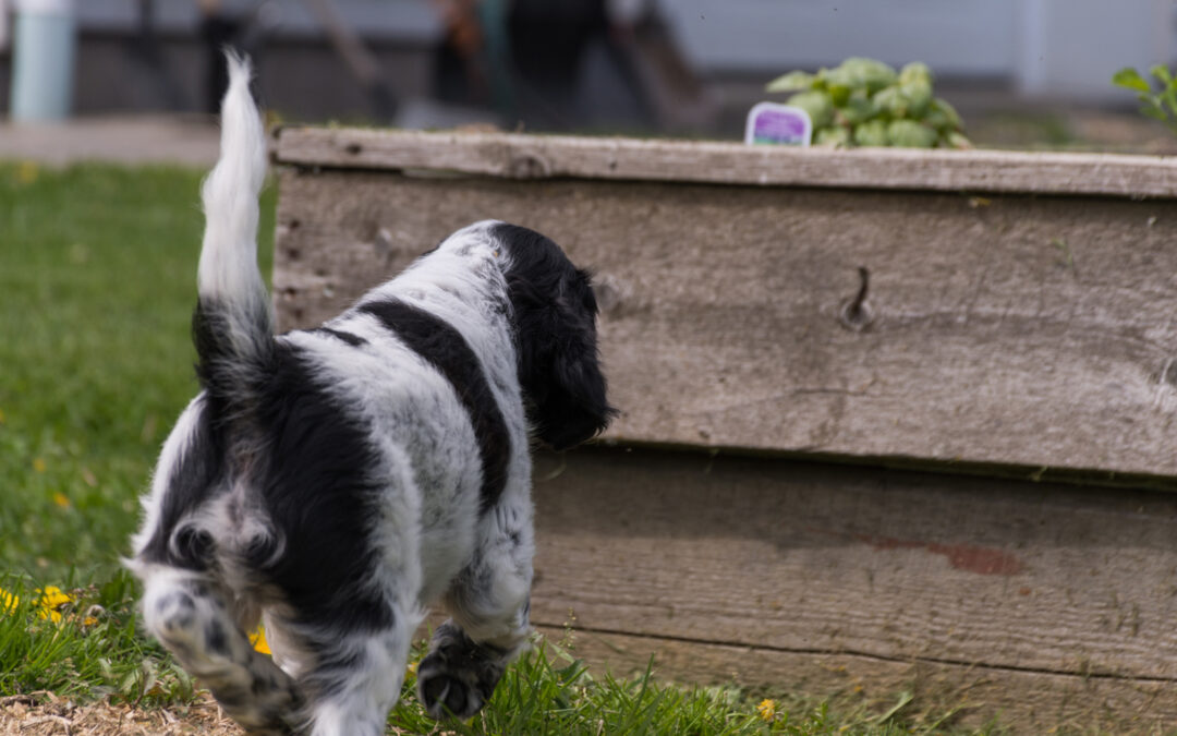 Routine de Toilettage
