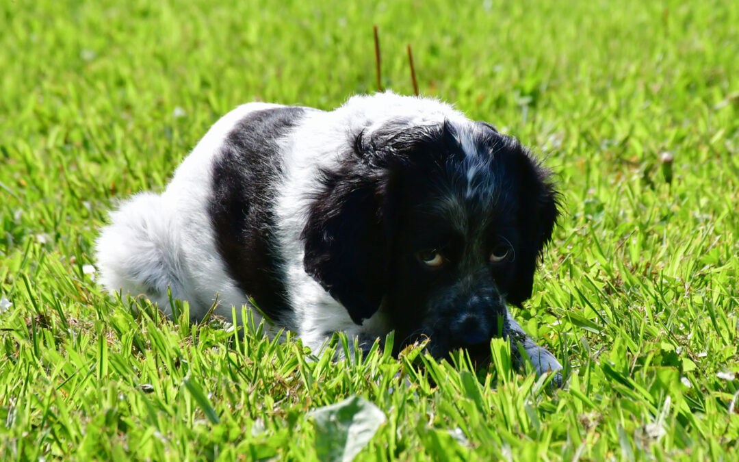 Prévention et Traitement