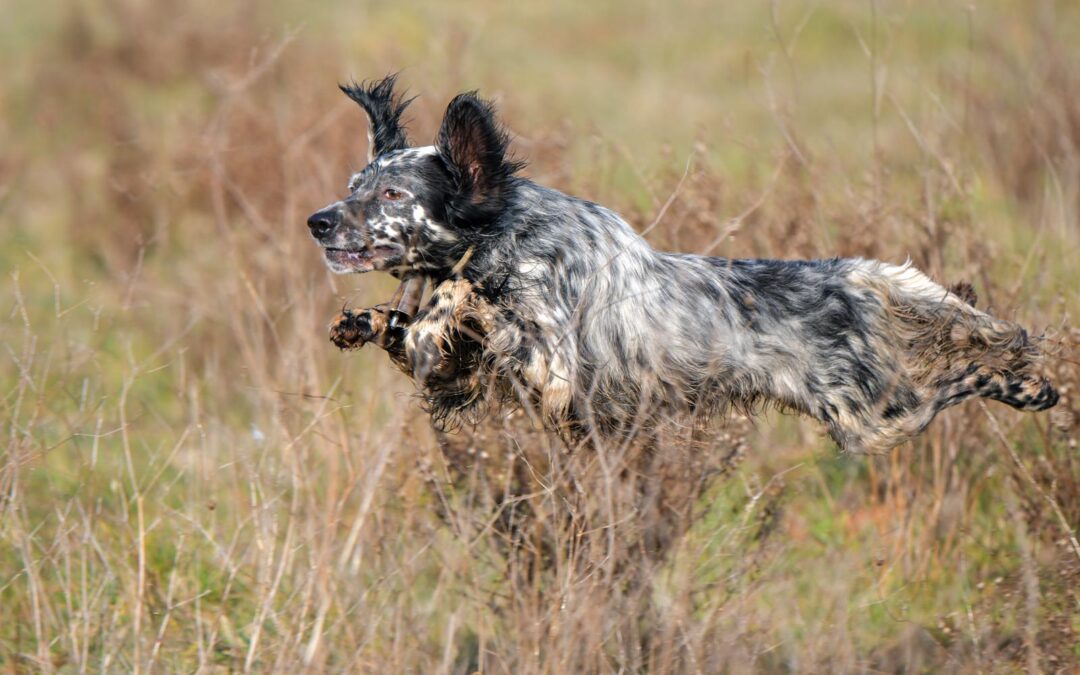 Activités de Complicité