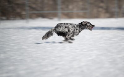 Stimuler l&rsquo;Intelligence