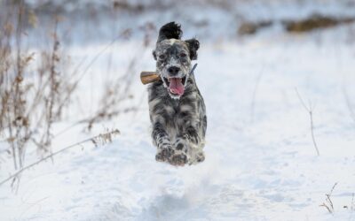 L&rsquo;Exercice Essentiel